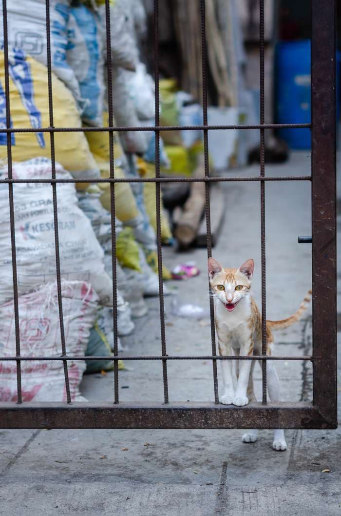 A cat in the streets.